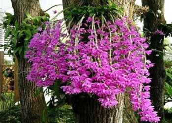 Hướng dẫn cách trồng lan phi điệp