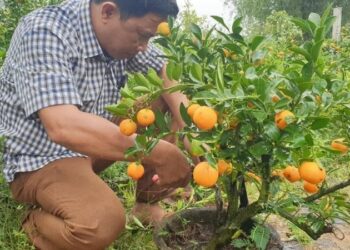 Hướng dẫn chăm sóc cây quất sau tết