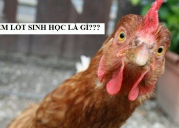 Hướng dẫn làm đệm lót sinh học nuôi gà
