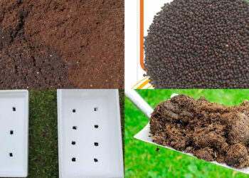 Hướng dẫn trồng cải bẹ xanh