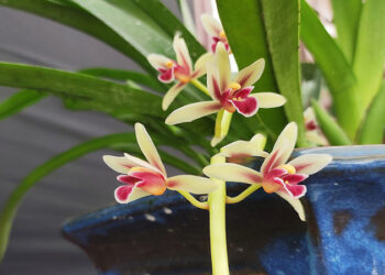 Hướng dẫn trồng lan kiếm